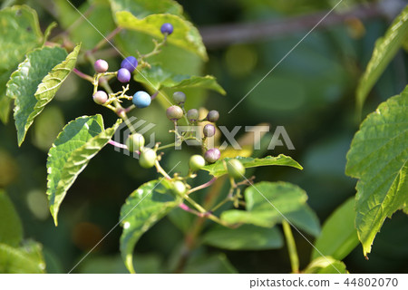 Fruit of nobudo 44802070