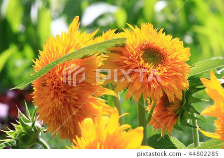 Sun Flower  44802285