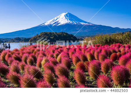 (Yamanashi Prefecture) Lake Kawaguchi Oishi Park Kokia and Mt. Fuji 44802503