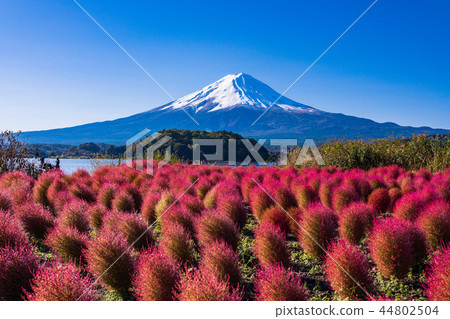(Yamanashi Prefecture) Lake Kawaguchi Oishi Park Kokia and Mt. Fuji 44802504