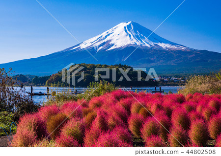 (Yamanashi Prefecture) Lake Kawaguchi Oishi Park Kokia and Mt. Fuji 44802508