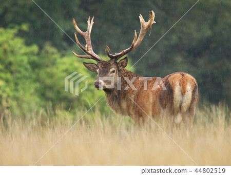 Red deer Cervus elaphus male 44802519
