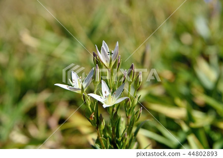 Flower of the assembly Flower of the assembly 44802893