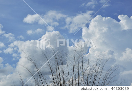 tree branch and trunk without leaf on sky tree branch and trunk without leaf on sky 44803089