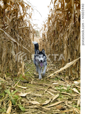 siberian husky siberian husky 44803440