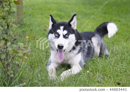 siberian husky sits siberian husky sits 44803441