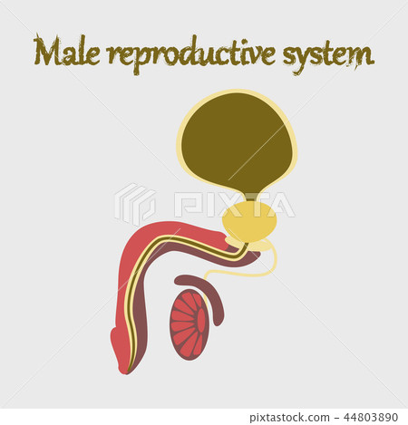 human organ icon in flat style Male Reproductive System 44803890