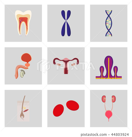 icons set in flat style human organs cell 44803924