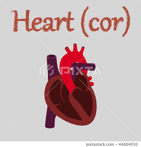 human organ icon in flat style heart 44804010