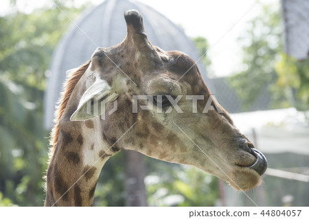 animal, giraffe 44804057