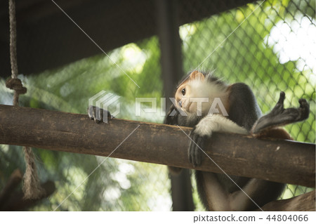 Red-shanked Douc Langur 44804066