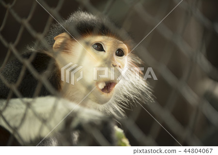 Red-shanked Douc Langur 44804067