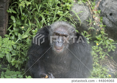 Chimpanzee in zoo 44804068