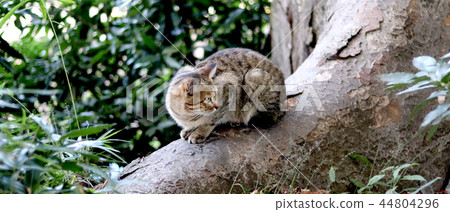 Cat sitting on a tree trunk 44804296
