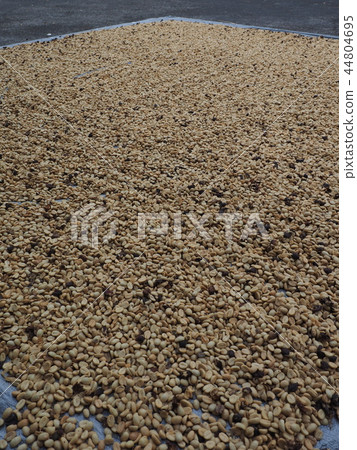 Coffee beans sun dried 44804695