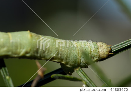 Yomogi Edashaku larvae (head) 44805470