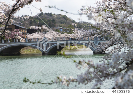 Spring Kanazawa cherry blossoms 44805576