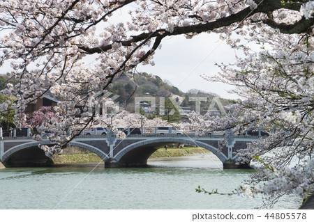 Spring Kanazawa cherry blossoms Spring Kanazawa cherry blossoms 44805578