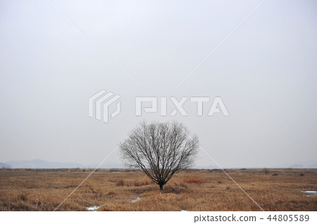 Winter tree 44805589
