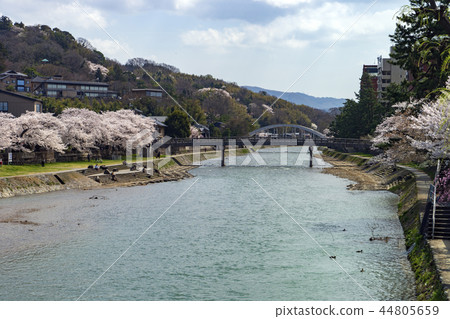 櫻花在金澤的春天淺野河 44805659