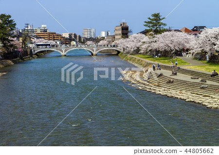 Cherry blossoms in the spring Asano River in Kanazawa 44805662