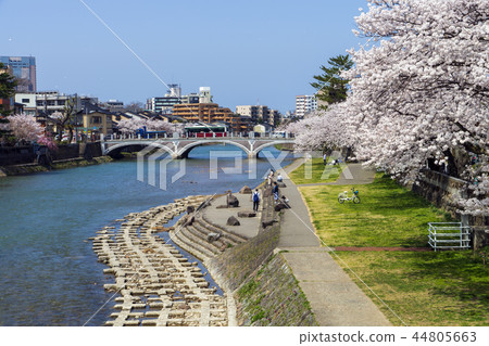 櫻花在金澤的春天淺野河 44805663