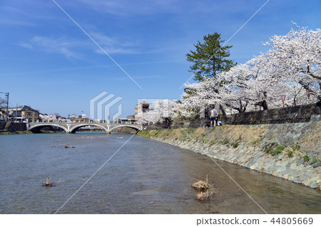 櫻花在金澤的春天淺野河 44805669