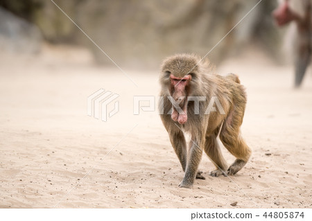 an Beautiful baboon 44805874