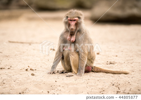 an Beautiful baboon 44805877