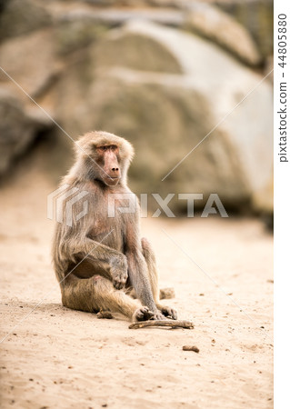 an Beautiful baboon an Beautiful baboon 44805880