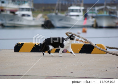 Life of stray cats in Akita Pref. 44806308