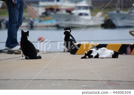 Life of stray cats in Akita Pref. Life of stray cats in Akita Pref. 44806309