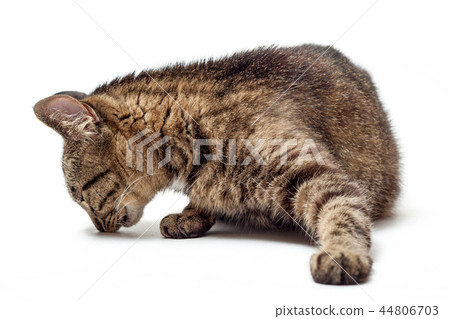 Cat sniffs on a white background 44806703