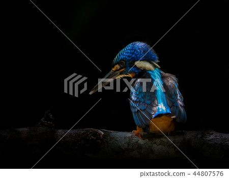 Blue-eared Kingfisher (Alcedo meninting) Blue-eared Kingfisher (Alcedo meninting) 44807576