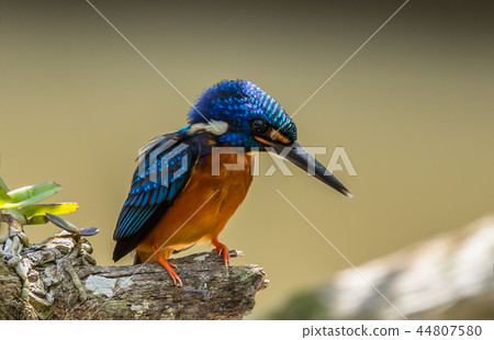 Blue-eared Kingfisher (Alcedo meninting) Blue-eared Kingfisher (Alcedo meninting) 44807580