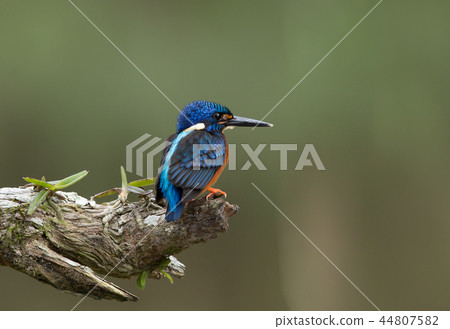 Blue-eared Kingfisher (Alcedo meninting) Blue-eared Kingfisher (Alcedo meninting) 44807582