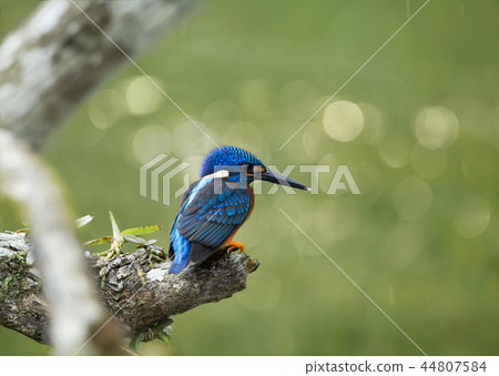Blue-eared Kingfisher (Alcedo meninting)  44807584