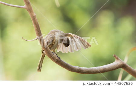 Pycnonotus blanfordi on branch Pycnonotus blanfordi on branch 44807626