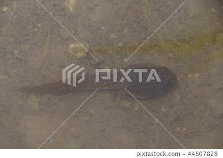 牛蛙（TADJACY） 44807828