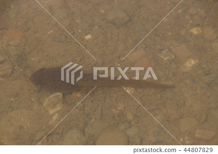 Bullfrog (TADJACY) Bullfrog (TADJACY) 44807829