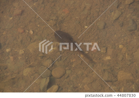 Bullfrog (TADJACY) 44807830