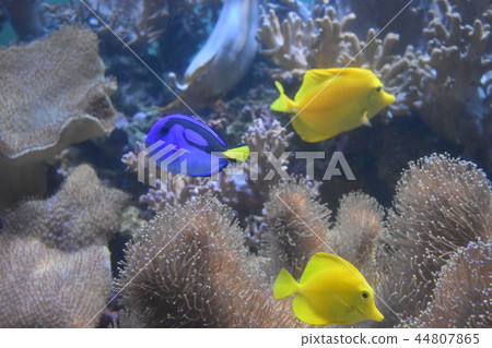 Anemonefish和anemonefish 44807865