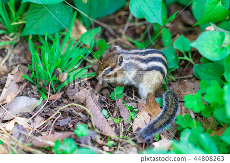 Risu Monogatari 44808263