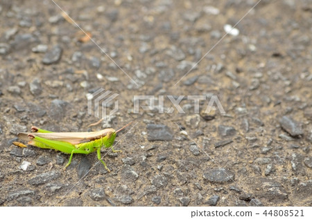 Hanenagainago Hanenagainago 44808521