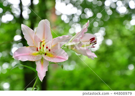 Yamayuri（圖片） 44808979