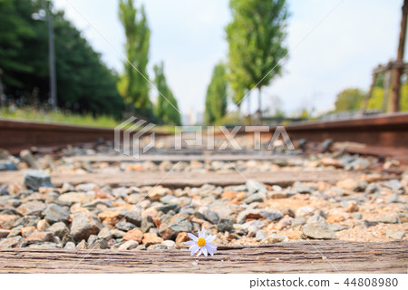 落在Gyeongchun線鐵路的老花圈開花 落在Gyeongchun線鐵路的老花圈開花 44808980
