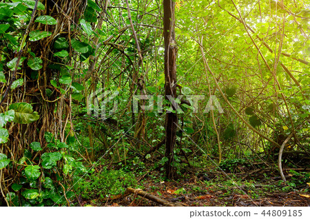 View of famous Kalalau trail along Na Pali coast View of famous Kalalau trail along Na Pali coast 44809185