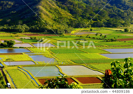 Taro fields in Hanalei Valley on Kauai island 44809186
