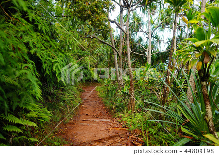 View of famous Kalalau trail along Na Pali coast View of famous Kalalau trail along Na Pali coast 44809198