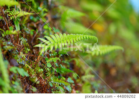 Fern plant on the famous Kalalau trail Fern plant on the famous Kalalau trail 44809202